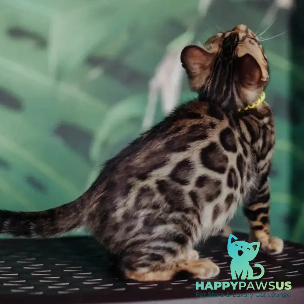 Fazan Bengal male black spotted tabby - live animals