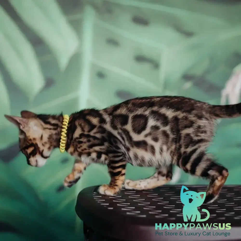 Fazan Bengal male black spotted tabby - live animals