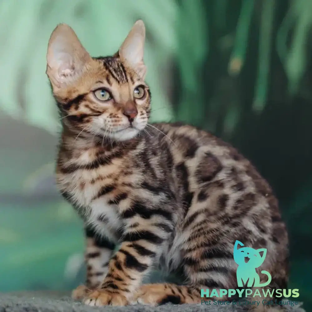 Fazan Bengal male black spotted tabby - live animals