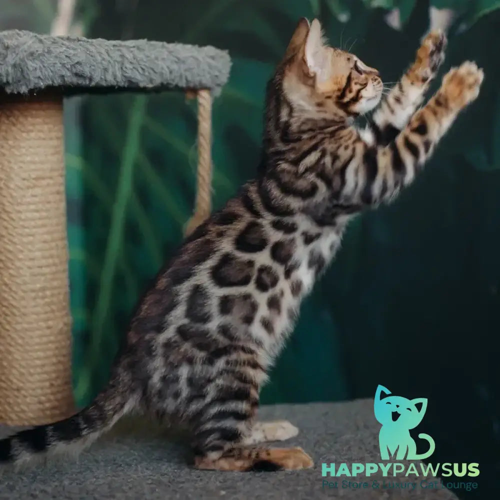 Fazan Bengal male black spotted tabby - live animals