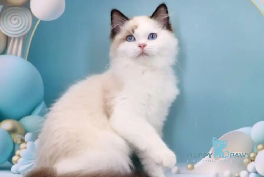 Fedechka Ragdoll male black bicolour live animals