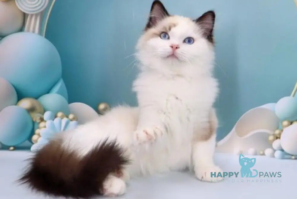 Fedechka Ragdoll male black bicolour live animals