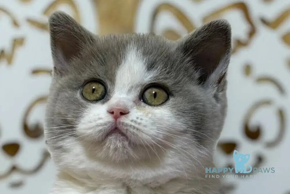 Felice British Shorthair female lilac bicolour live animals