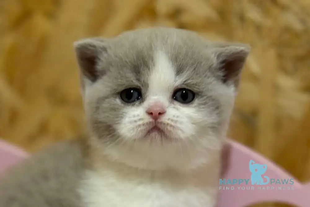 Felice British Shorthair female lilac bicolour live animals