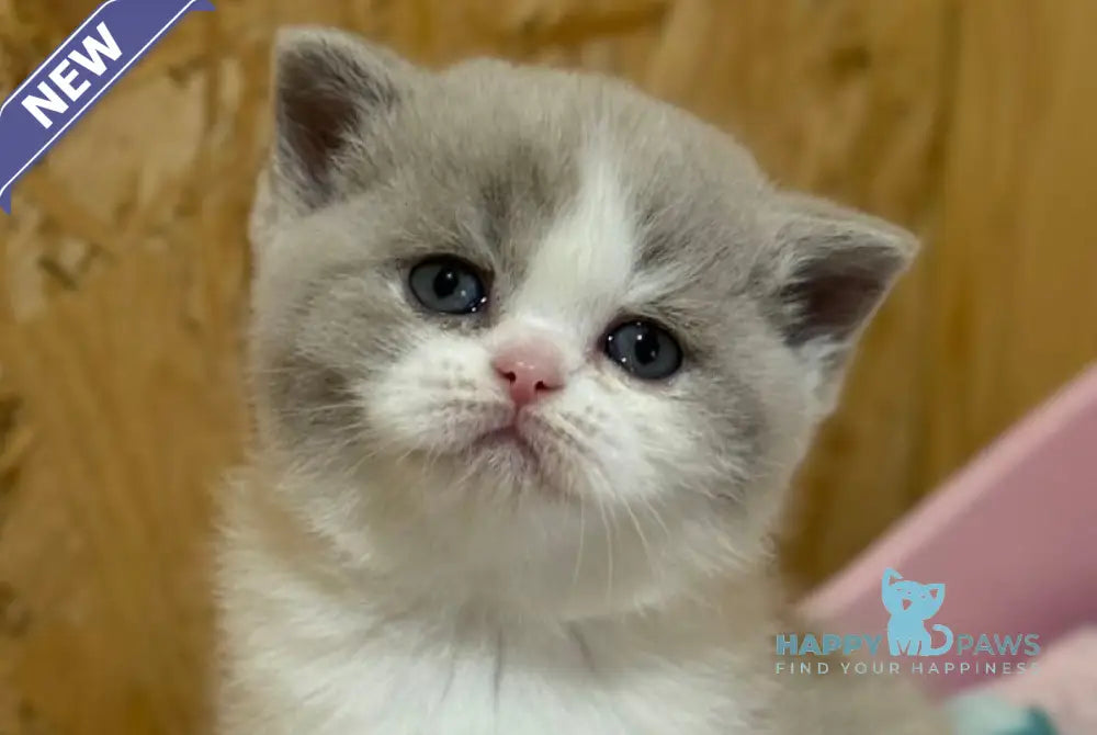 Felice British Shorthair female lilac bicolour live animals