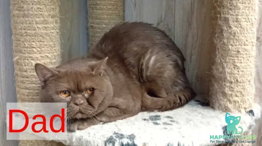 Felichita British Shorthair female cinnamon - live animals