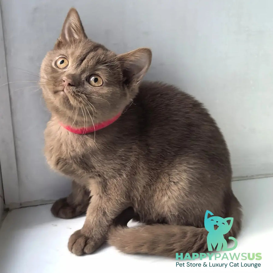 Felichita British Shorthair female cinnamon - live animals