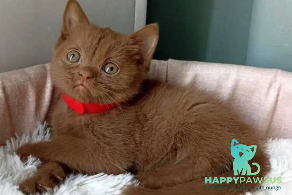 Felichita British Shorthair female cinnamon - live animals