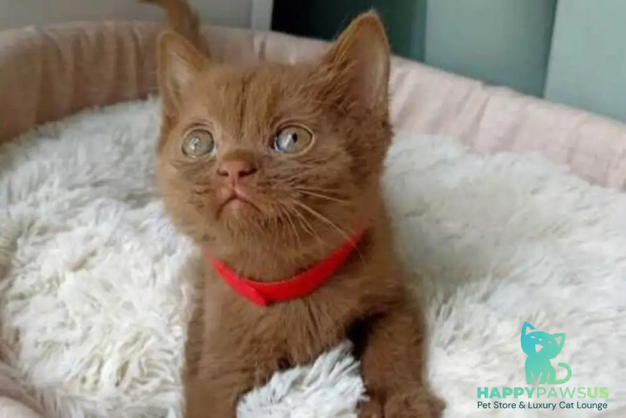 Felichita British Shorthair female cinnamon - live animals