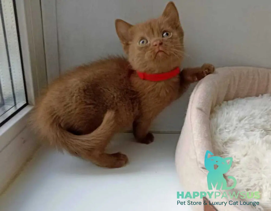 Felichita British Shorthair female cinnamon - live animals
