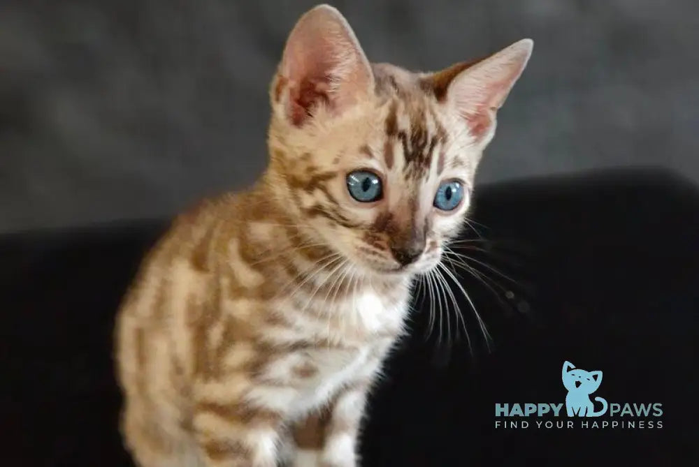 Felicia Bengal female black amber spotted tabby pointed live animals