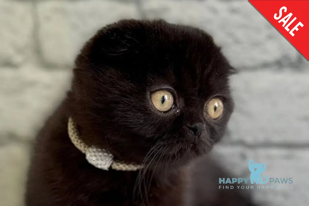 Felicia Scottish Fold female black live animals