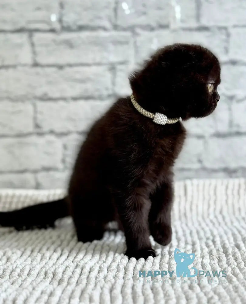 Felicia Scottish Fold female black live animals