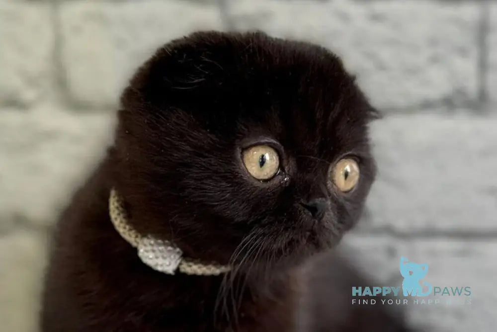 Felicia Scottish Fold female black live animals