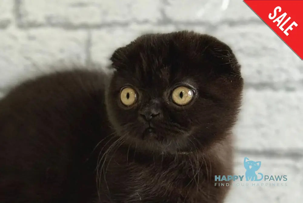 Felicia Scottish Fold female black live animals