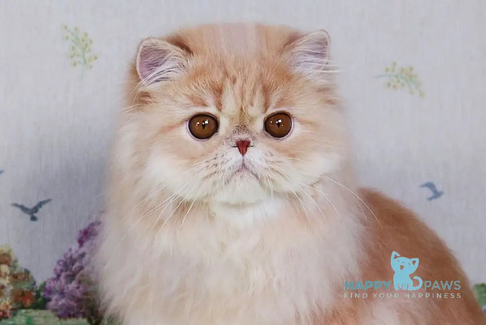 Feliks Persian male cream spotted tabby - live animals