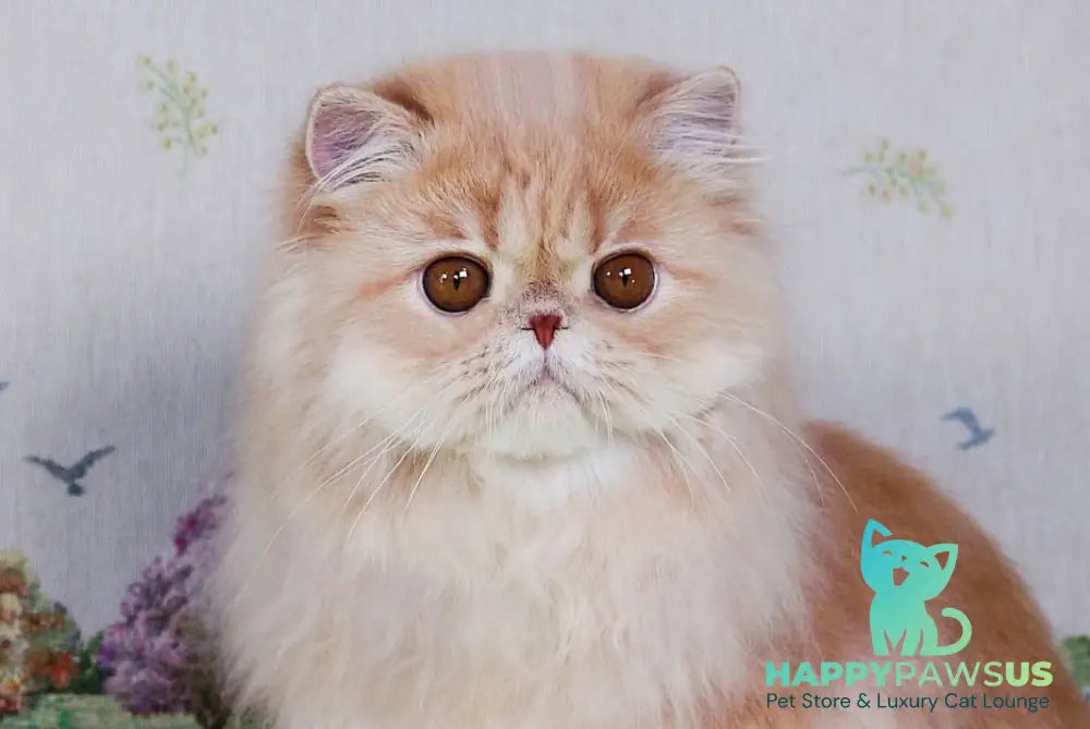 Feliks Persian male cream spotted tabby - live animals