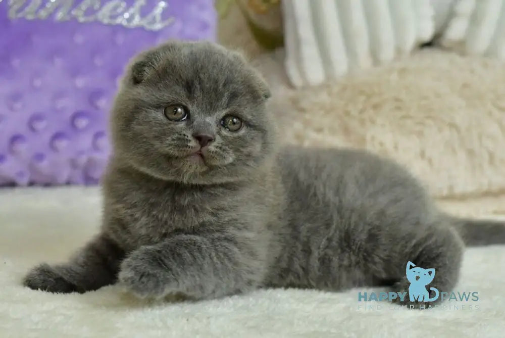 Felisia Scottish Fold female blue live animals