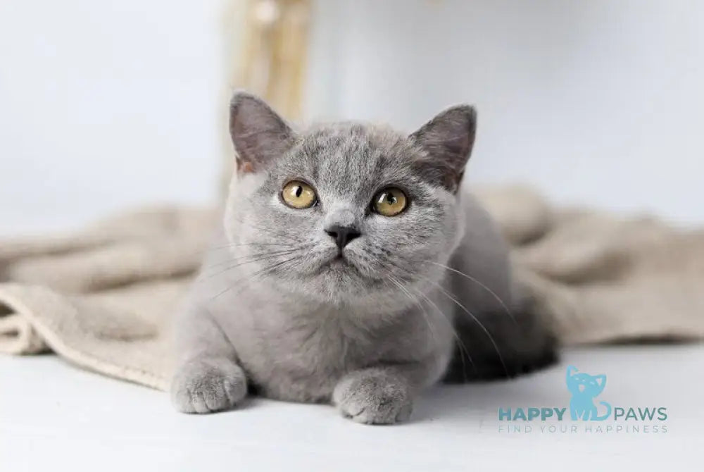 Felisiya British Shorthair female blue live animals