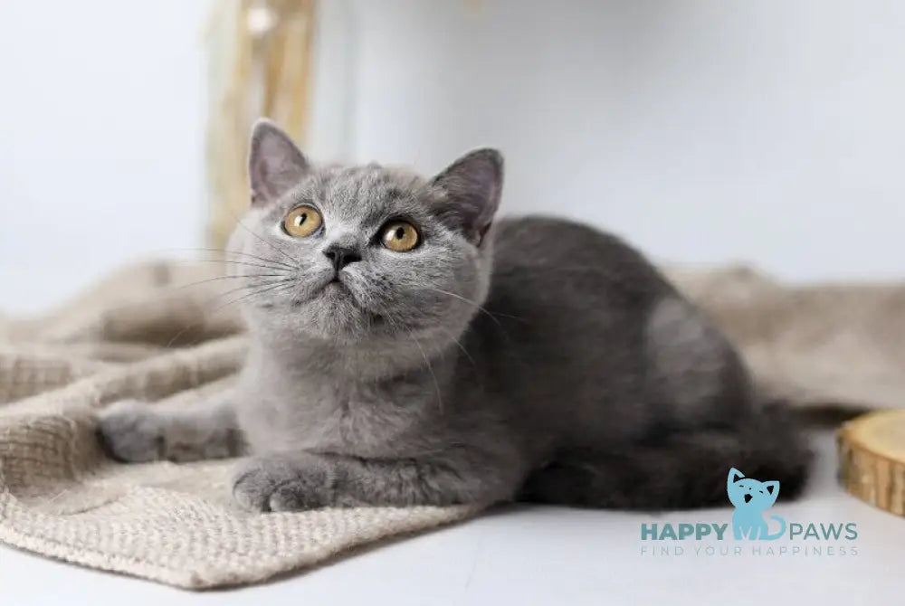 Felisiya British Shorthair female blue live animals