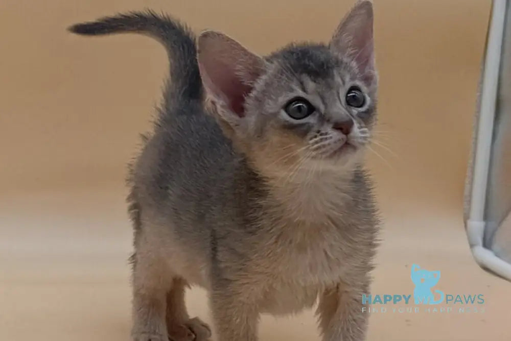 Felix Abyssinian male blue live animals