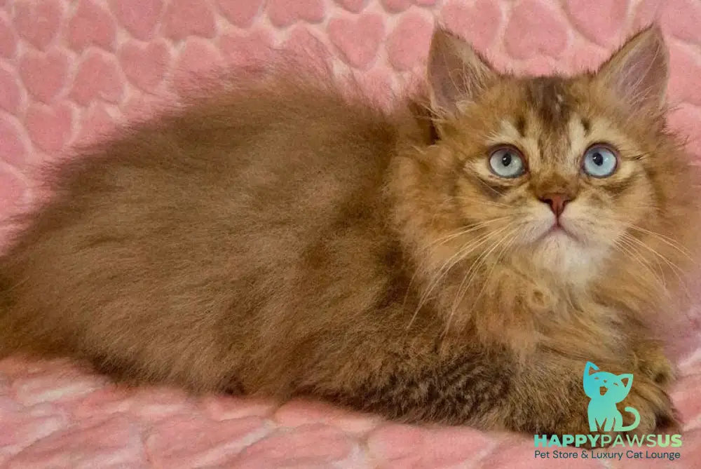 Felix British Longhair male chocolate golden ticked tabby with white - live animals