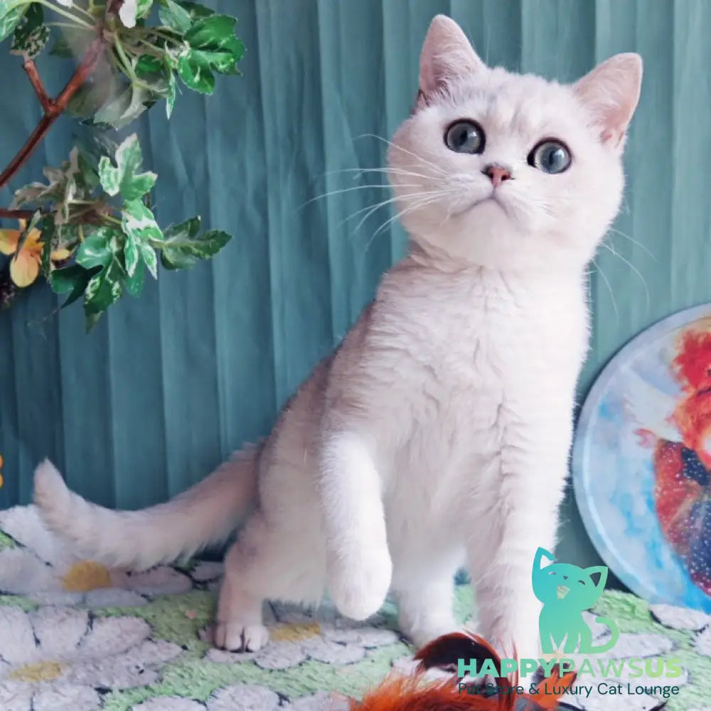 Felix British Shorthair male black silver shaded - live animals