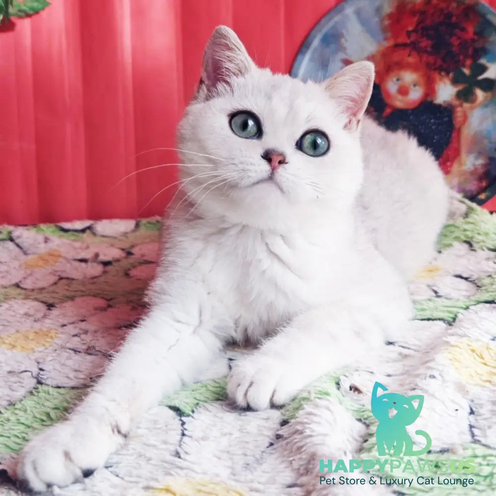 Felix British Shorthair male black silver shaded - live animals