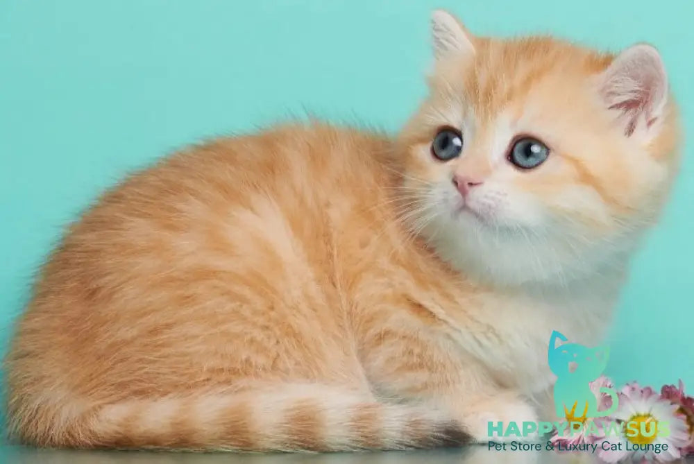 Felix British Shorthair male chocolate golden spotted tabby - live animals