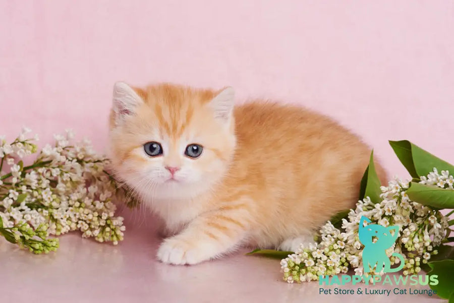Felix British Shorthair male chocolate golden spotted tabby - live animals