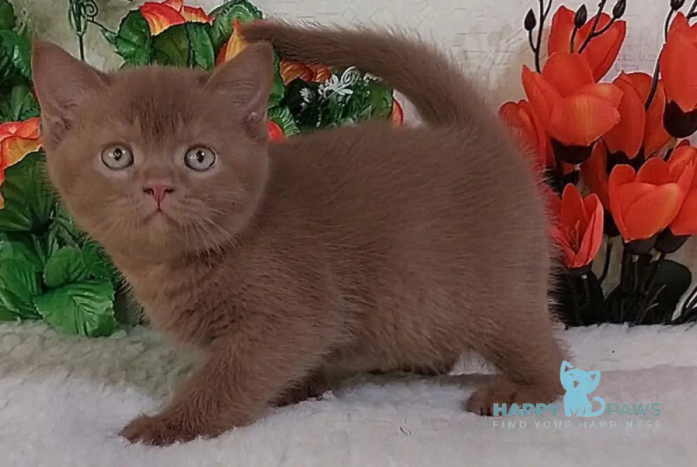 Felix British Shorthair male cinnamon live animals
