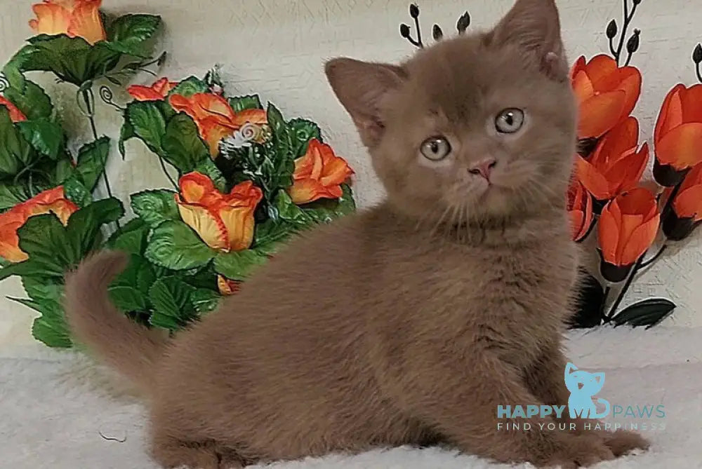 Felix British Shorthair male cinnamon live animals