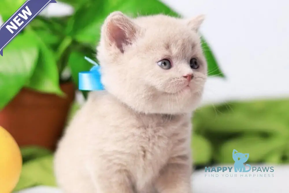 Felix British Shorthair male fawn live animals