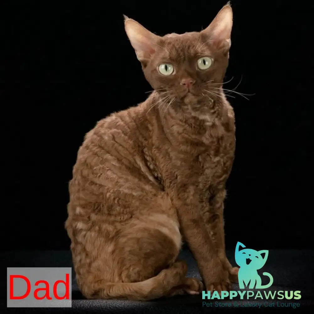 Felix Devon Rex male black bicolour - live animals