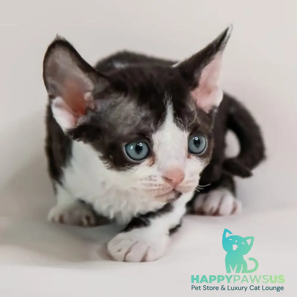 Felix Devon Rex male black bicolour - live animals
