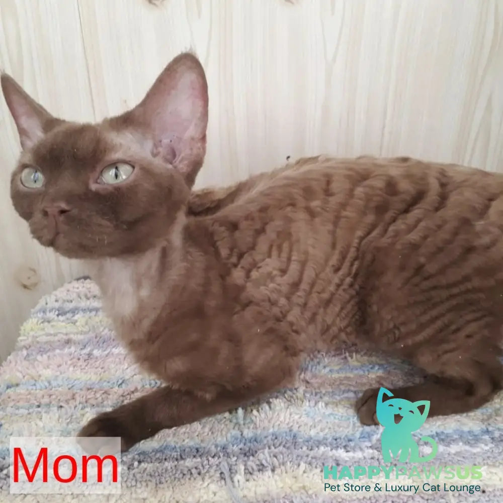 Felix Devon Rex male blue - live animals