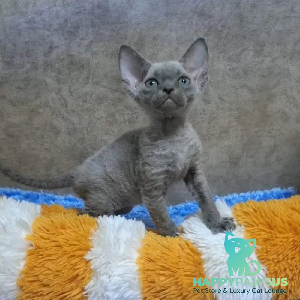 Felix Devon Rex male blue - live animals