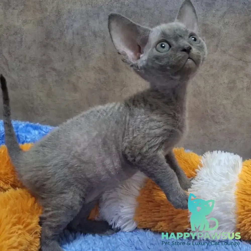 Felix Devon Rex male blue - live animals