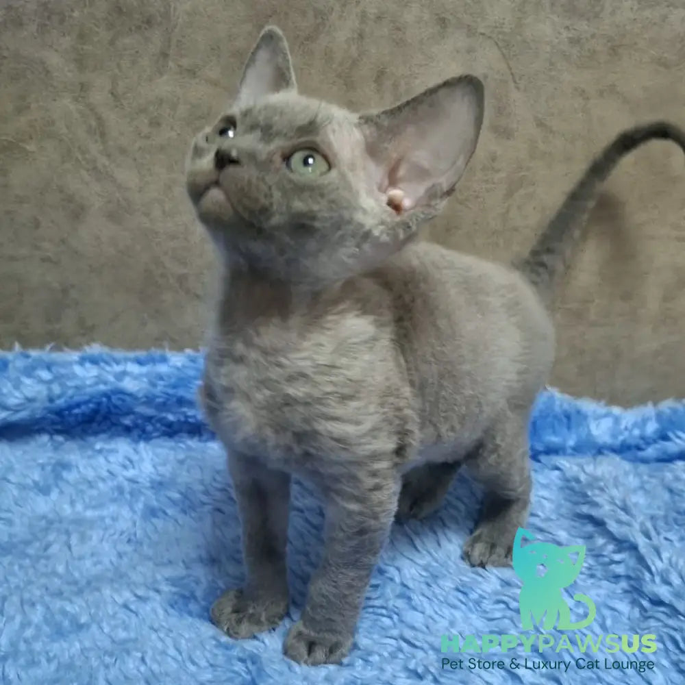 Felix Devon Rex male blue - live animals