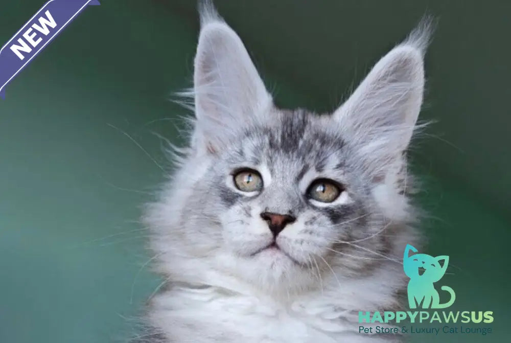 Felix Maine Coon male black silver ticked tabby - live animals