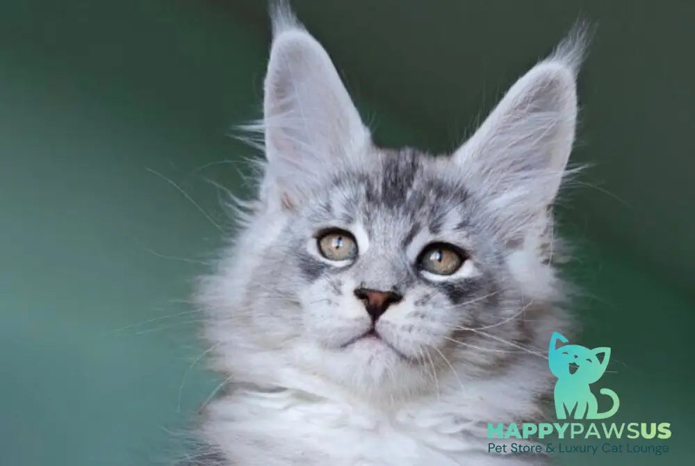 Felix Maine Coon male black silver ticked tabby - live animals