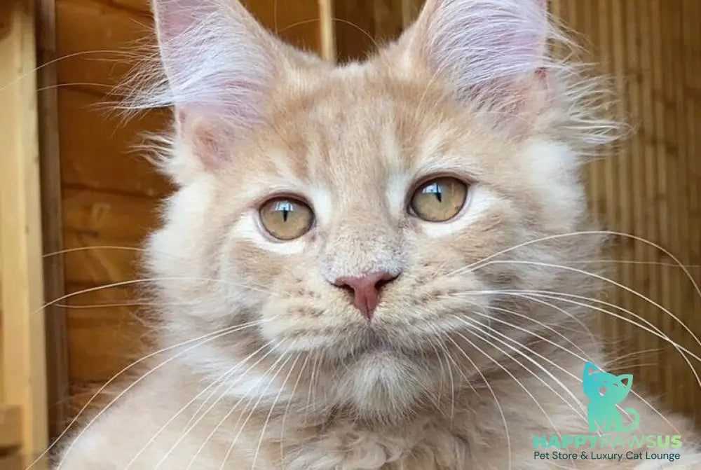 Felix Maine Coon male cream - live animals