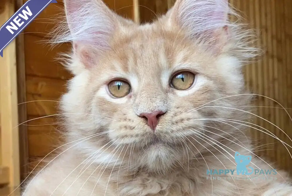 Felix Maine Coon male cream - live animals