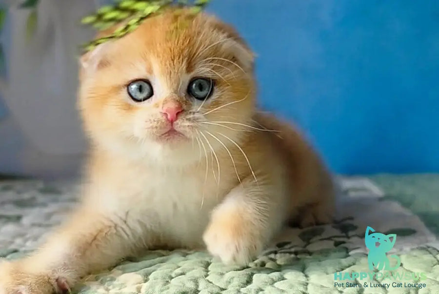 Felix Scottish Fold male black golden chinchilla - live animals