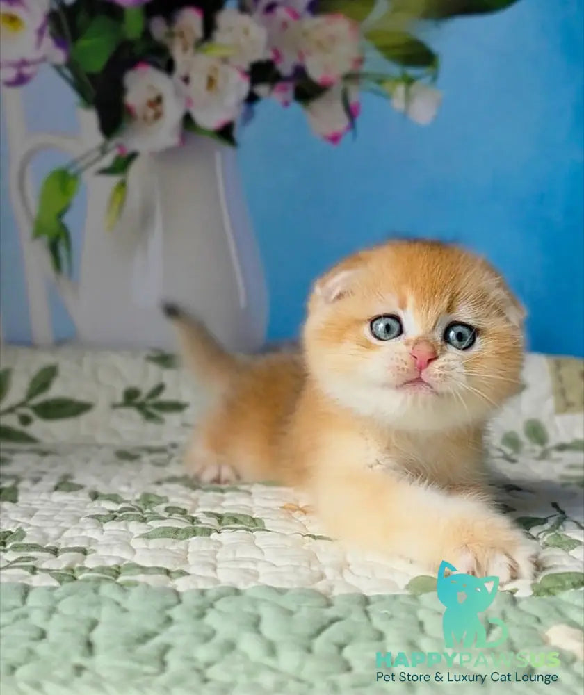 Felix Scottish Fold male black golden chinchilla - live animals