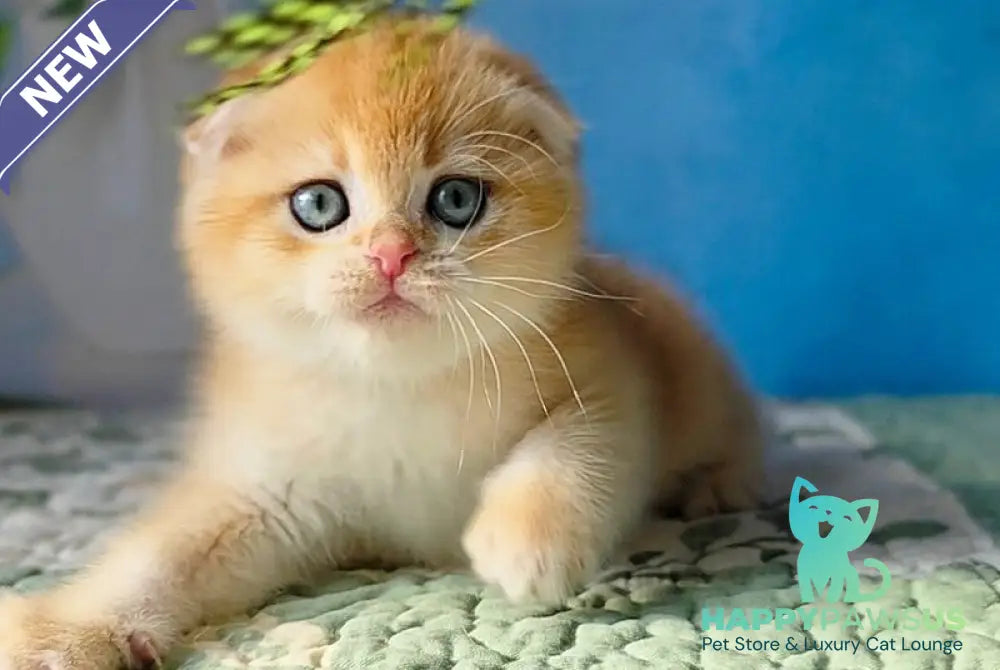 Felix Scottish Fold male black golden chinchilla - live animals