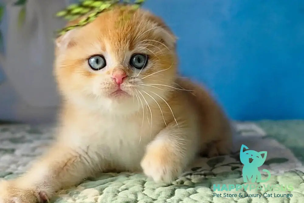 Felix Scottish Fold male black golden chinchilla - live animals