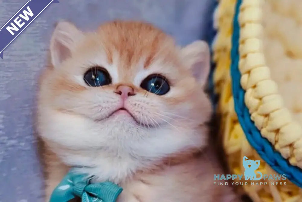 Felix Scottish Straight male chocolate golden chinchilla live animals