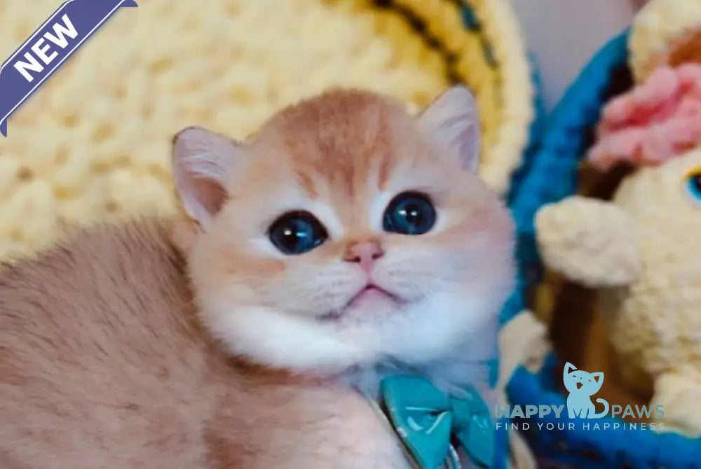 Felix Scottish Straight male chocolate golden chinchilla live animals