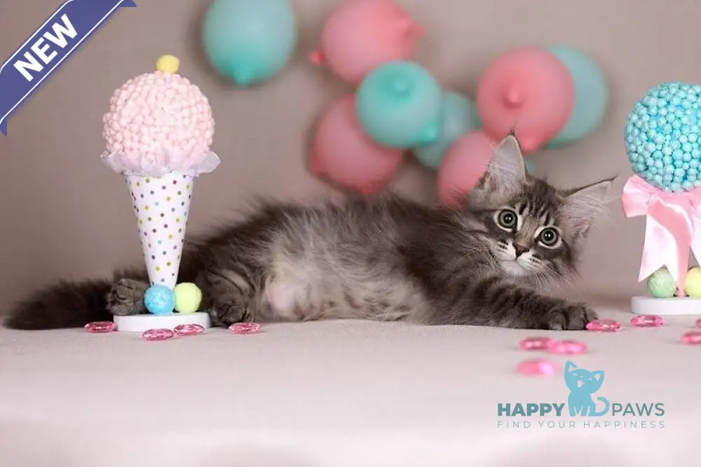 Fellix Siberian male blue with white spotted tabby - live animals